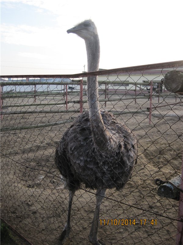 Дружок — Интересные игрушки и фигурки (разное): редкие (фото 10)