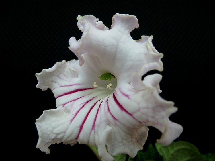 Еще немного о сумасшествии