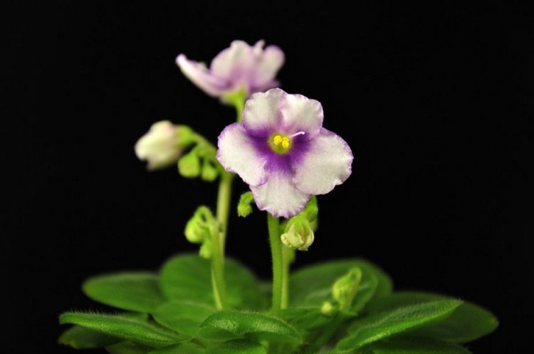 Еще немного о сумасшествии (фото 9)