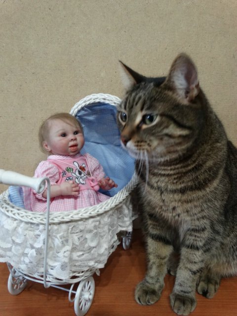 Моего кота не волнуют конкурсы, он просто любит фотографироваться