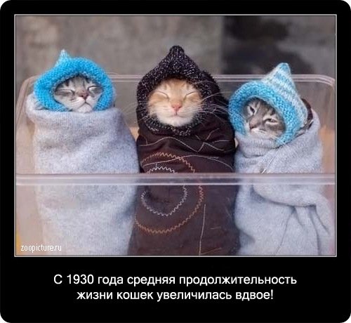 Кошачий позитив — Интересное и необычное: фотоподборки