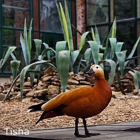 Маленькие садовники или весна в Аптекарском огороде