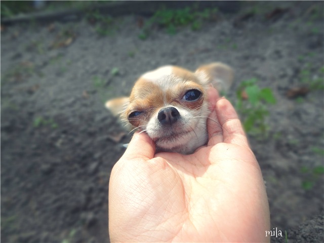 Новые авторские куклы из полимерной глины от Милы