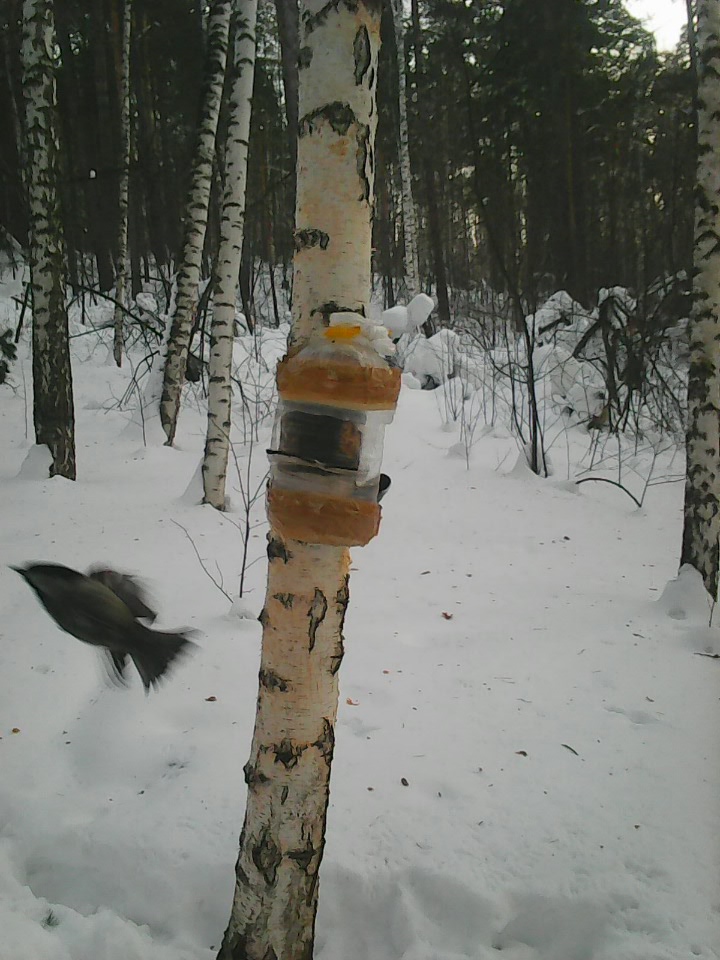 Интересное наблюдение за птицами у кормушки