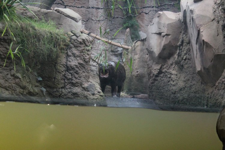 По Германии: зоопарк Лейпцига, часть 2