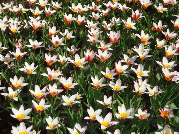 Парк цветов в Кеукенхоф (Keukenhof) в Нидерландах (Голландия)
