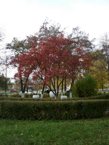 Золотая осень. Старый Оскол, Белгородская область