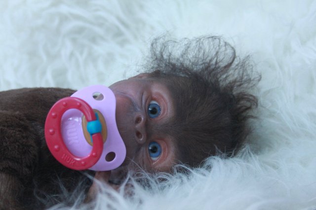 Манюня - обезьянка реборн Элины Кудрявцевой (фото 9)