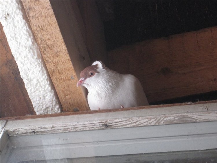 Сестрёнки. Куклы Готц Алиса и Оленька