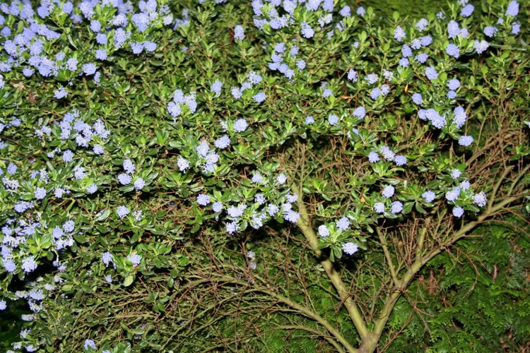 Проказник Антон или Вихтели забавляются! (часть вторая)
