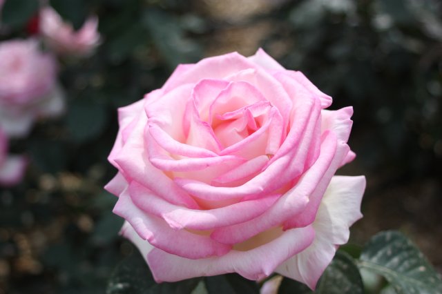 Выставка роз в Сеуле — Туризм и путешествия: фотоотчеты из поездок