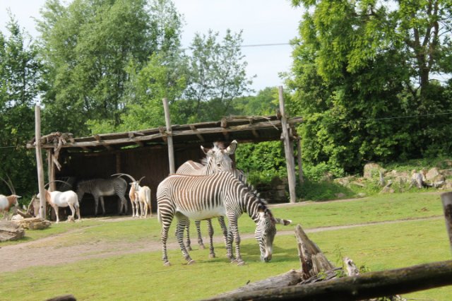 Сказка о Мишеле, BJD часть 2 (фото 9)
