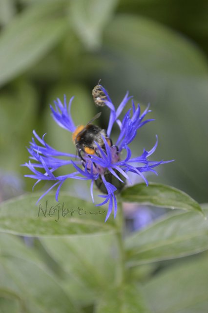 Яркие краски. Вихтели Rosemarie Anna Muller