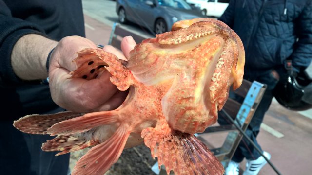 Пегий пёс, бегущий краем моря