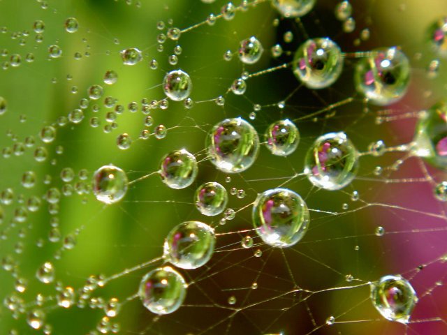 Капелька :) — Интересное и необычное: фотоподборки