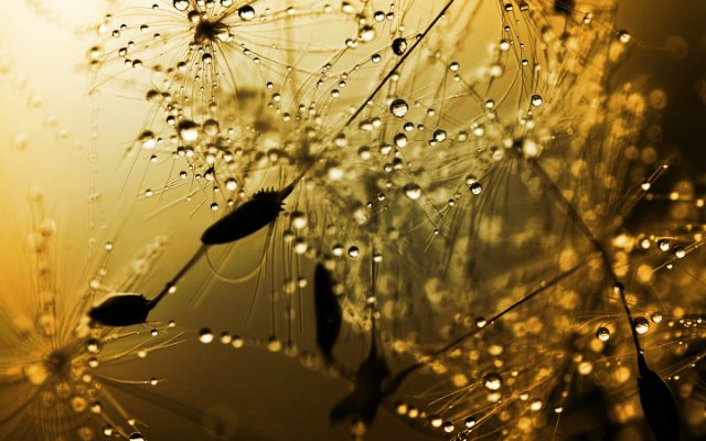 Капелька :) — Интересное и необычное: фотоподборки