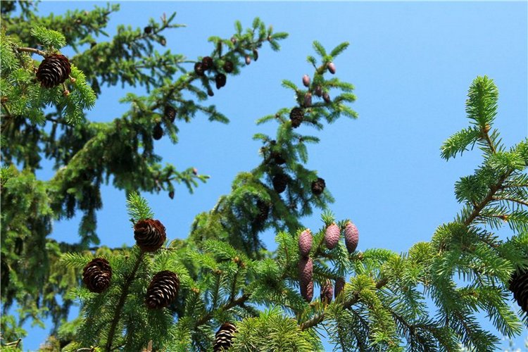 Кашин - город русского сердца. Часть первая. Кашинский краеведческий музей (фото 10)