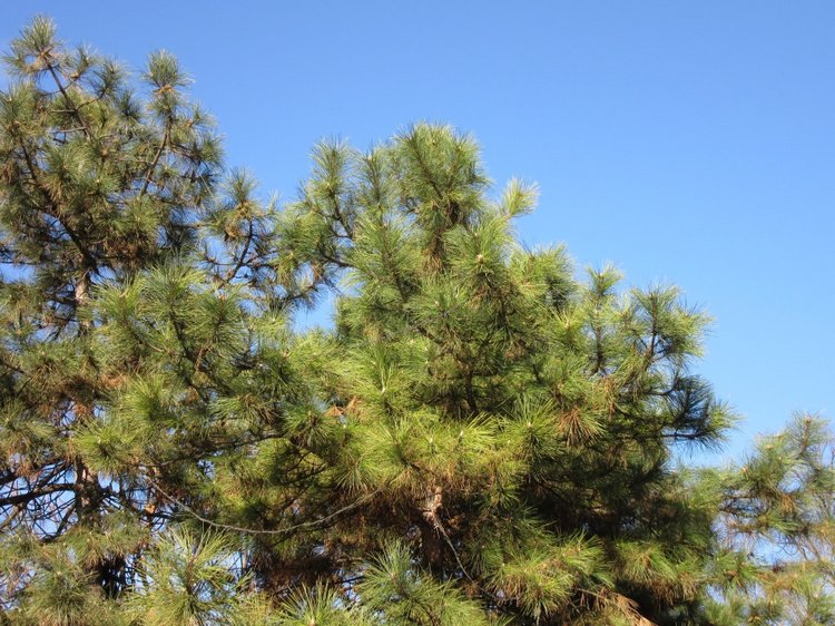 Утренняя прогулка в парке Горького с Соломоном и Анхен, или О сложностях гуляния с собакой и куклой одновременно (фото 3)