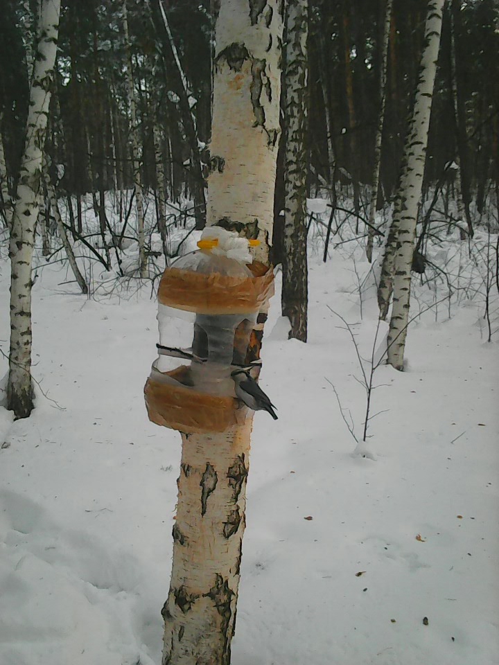 Интересное наблюдение за птицами у кормушки