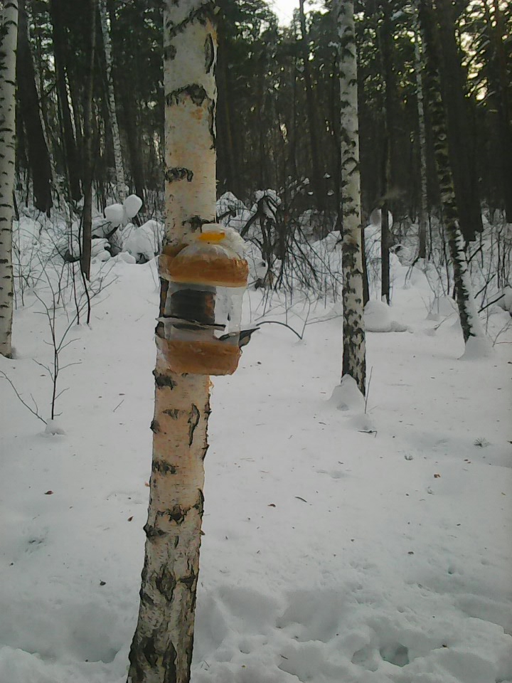 Интересное наблюдение за птицами у кормушки