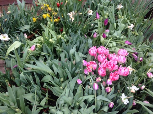 Фотосессия куклы ГДР Косолапки в Аптекарском огороде