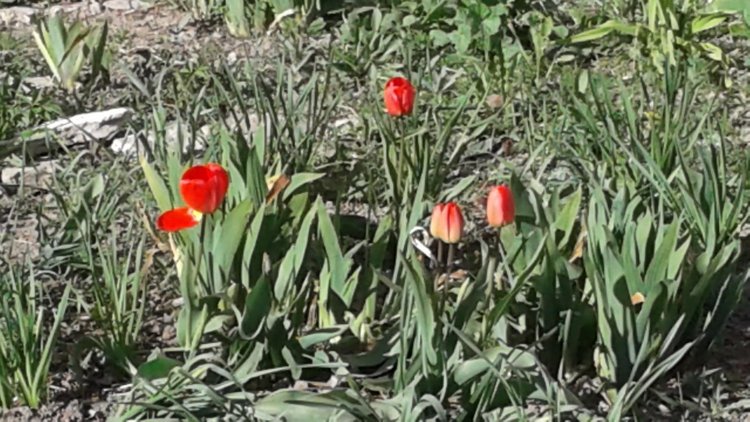 Природа Пскова: из весны в лето (фото 2)