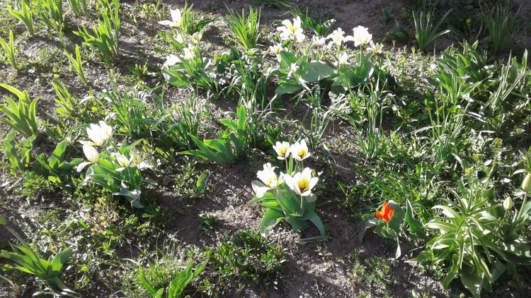 Природа Пскова: из весны в лето