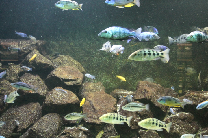 По Германии: зоопарк Лейпцига, часть 1