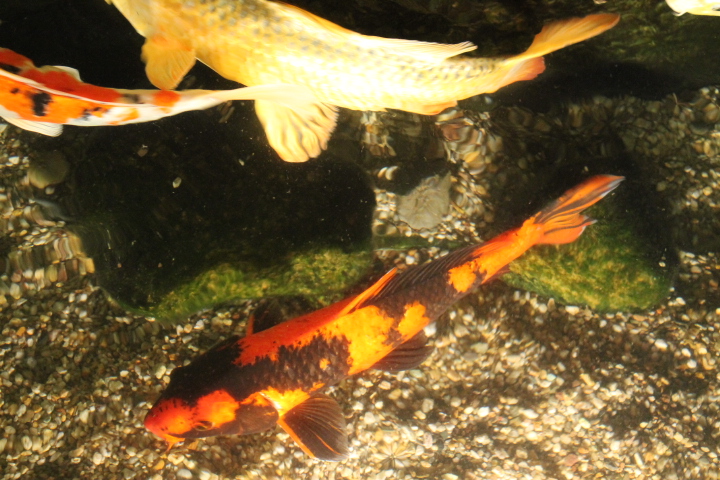 По Германии: зоопарк Лейпцига, часть 1