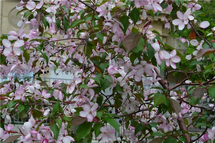 Цветение вишни — Одежда и обувь для кукол своими руками: фото (фото 2)