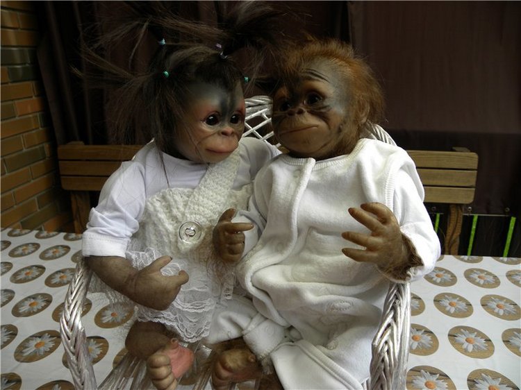 Необычное пополнение в моем доме