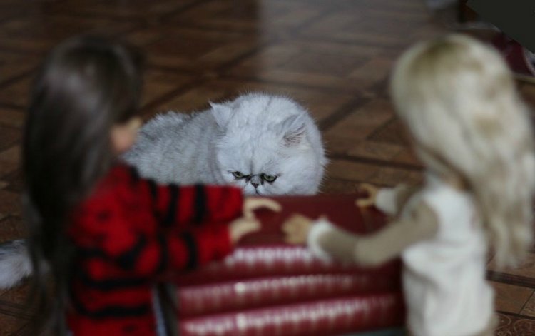 Куклы Кае Вигс и любовь к чтению (фото 9)