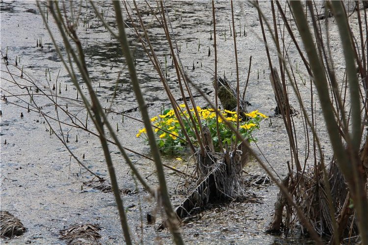На водопад с Райли. Riley от автора Helen Kish (фото 10)