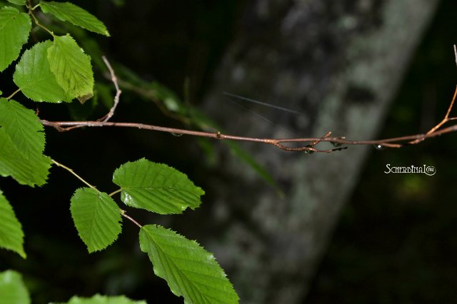 Софи и уикэнд в лесу — Аниме куклы (MJD/Винил): Imomo