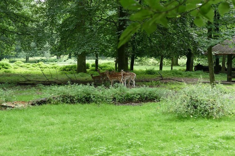 Hirschpark Hamburg. Олений парк. ВИДЕО
