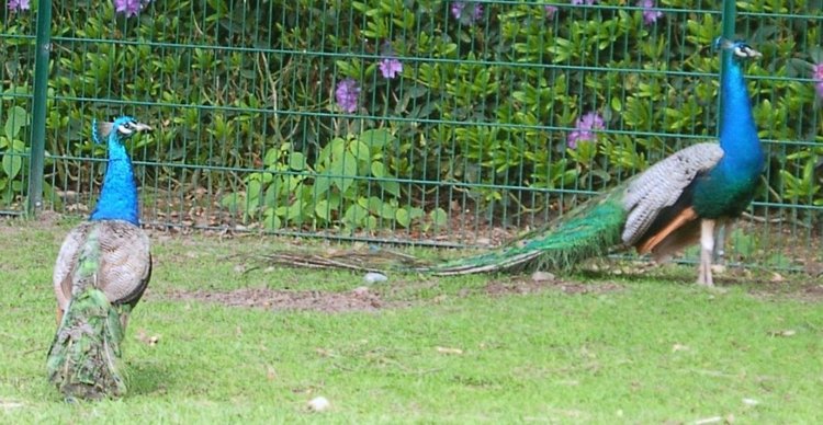Hirschpark Hamburg. Олений парк. ВИДЕО