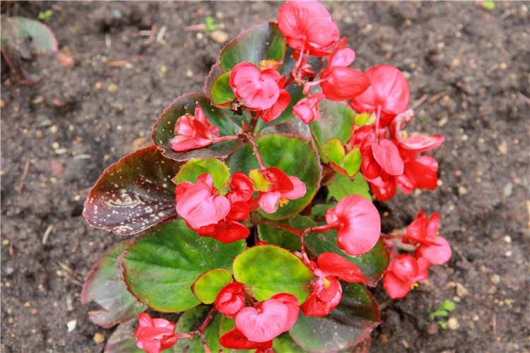 Кашин - город русского сердца. Часть пятая. Город - курорт, Санаторий "Кашин"