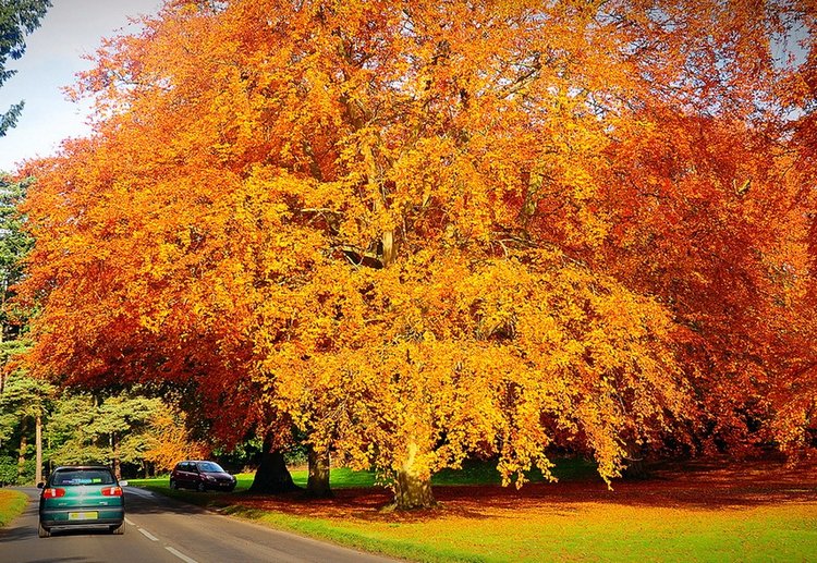 Красотка-осень — Болталка и разговоры обо всем: жизнь