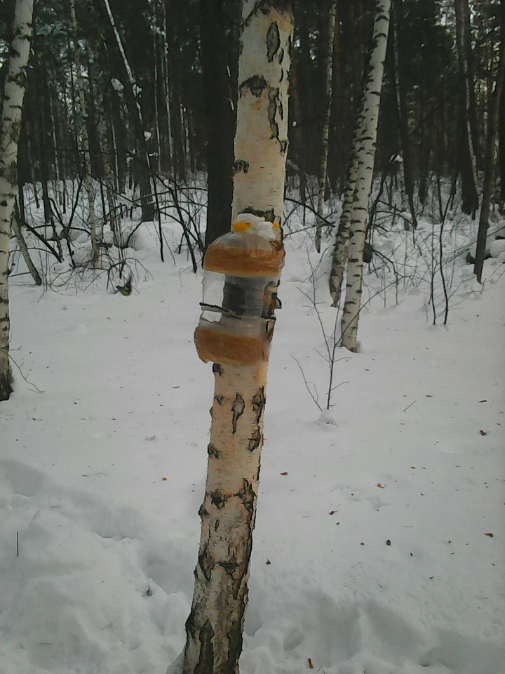 Интересное наблюдение за птицами у кормушки