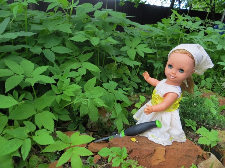 Как Шарлотта ездила на дачу