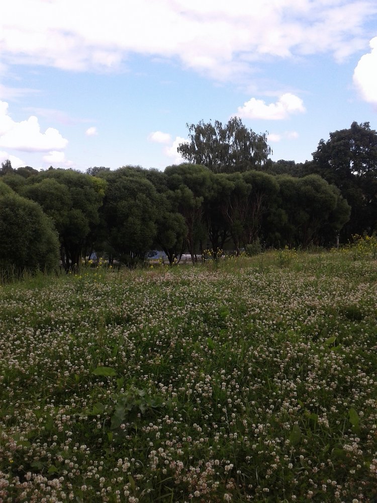 Псков: из лета в лето. Прогулки по городу и куклы
