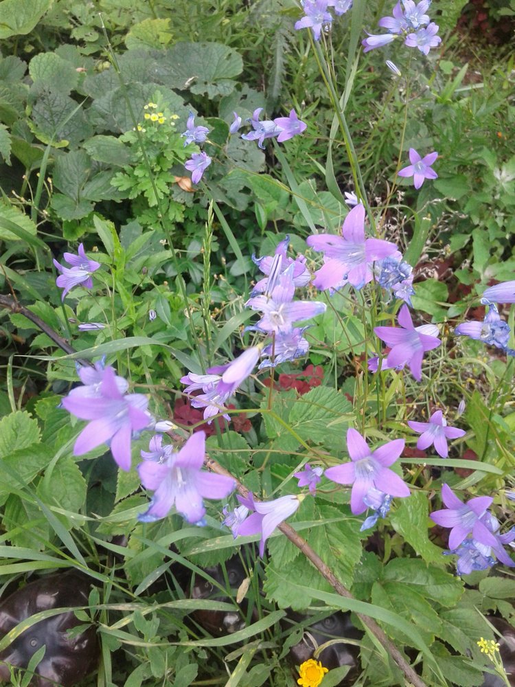 Псков: из лета в лето. Прогулки по городу и куклы