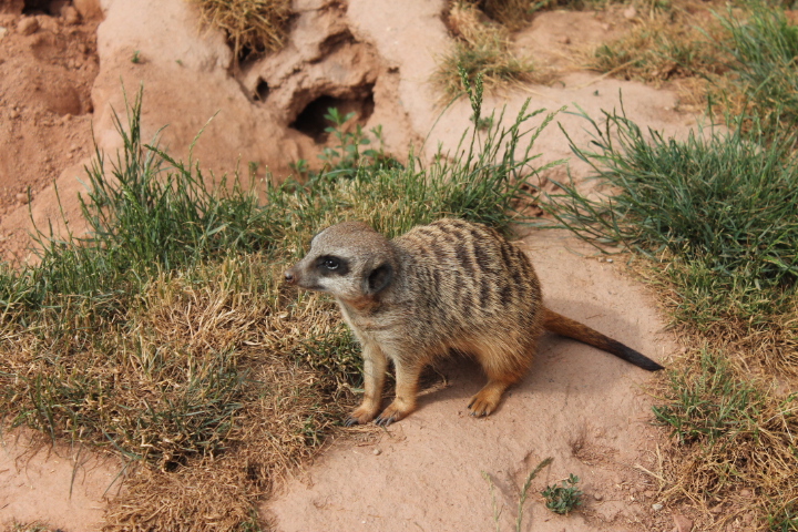 По Германии: зоопарк Лейпцига, часть 3