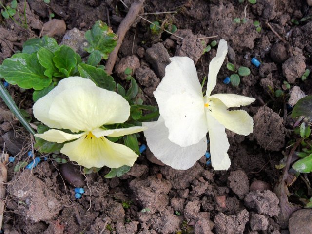 Люблю тебя, английская деревня