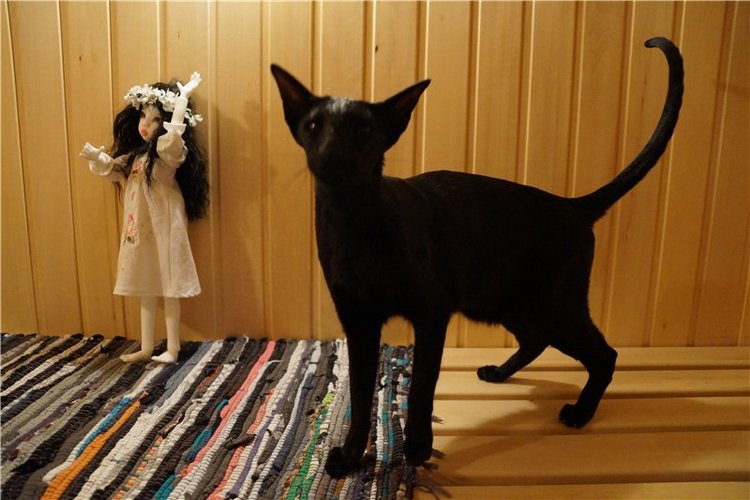 Вечер накануне Ивана Купала