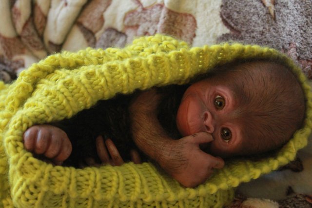 Обезьянка Bindi кукла реборн Элины Кудрявцевой (фото 8)