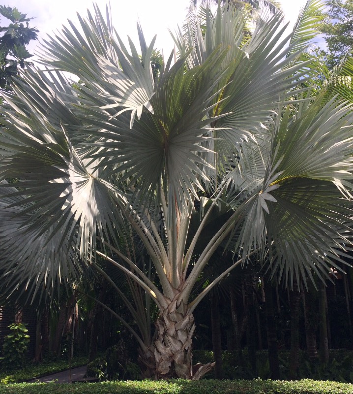 Груня-путешественница. Как маленькая девочка осваивала Таиланд. Вторая часть