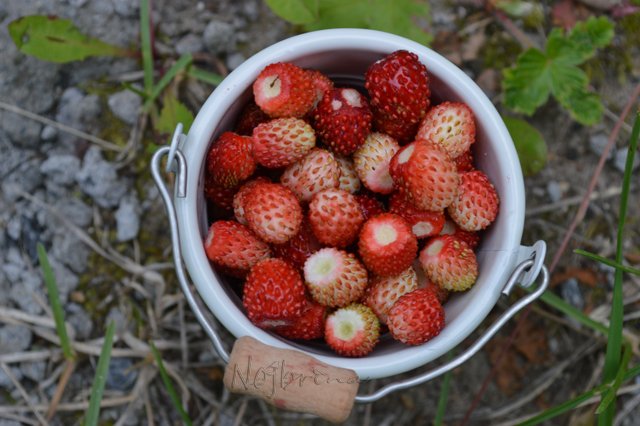 Одну ягодку беру, на другую смотрю, третью примечаю... Мона от Schildkroet (фото 9)