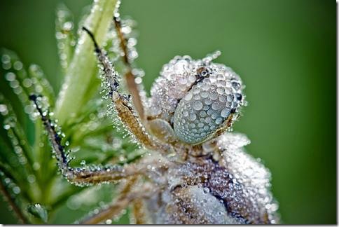 Капелька :) — Интересное и необычное: фотоподборки