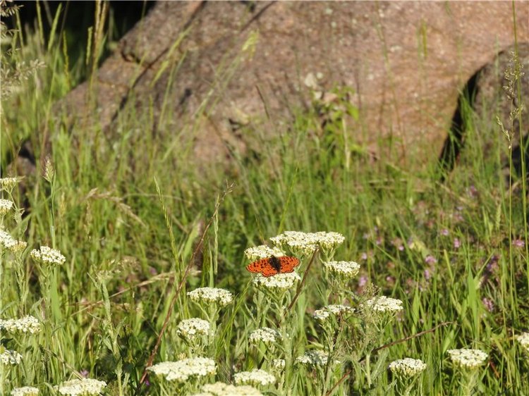 Любителям маленьких кукол